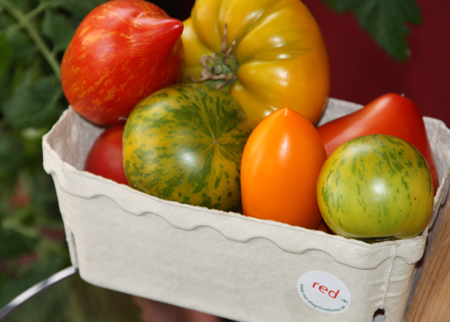 Tomaten2013 3